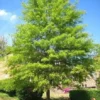 Willow Oak Live Tree - Quercus phellos - Quart Pot - Outdoor Shade Tree - Image 1