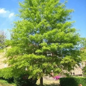 Willow Oak Live Tree - Quercus phellos - Quart Pot - Outdoor Shade Tree - Image 1