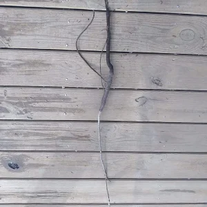 Willow Oak Tree Bareroot 18-30 inches - Fast Growing Live Plant - Image 2