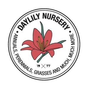 Willow Oak Tree Bareroot 18-30 inches - Fast Growing Live Plant - Image 3