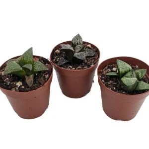 Window Pane Haworthia Collection – 3 Live Succulent Plants – 2" Pots – Easy Care - Image 1