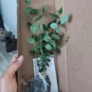 Windsor Blueberry Live Plant - 4-8