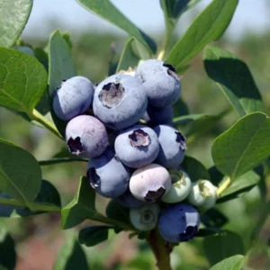 Windsor Blueberry Live Plant - Starter Plug - Vaccinium corymbosum - Southern Highbush - Image 5