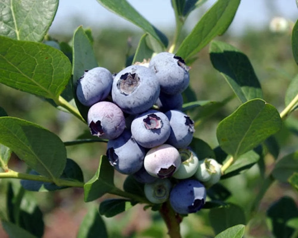 Windsor Blueberry Live Plant - Starter Plug - Vaccinium corymbosum - Southern Highbush - Image 5