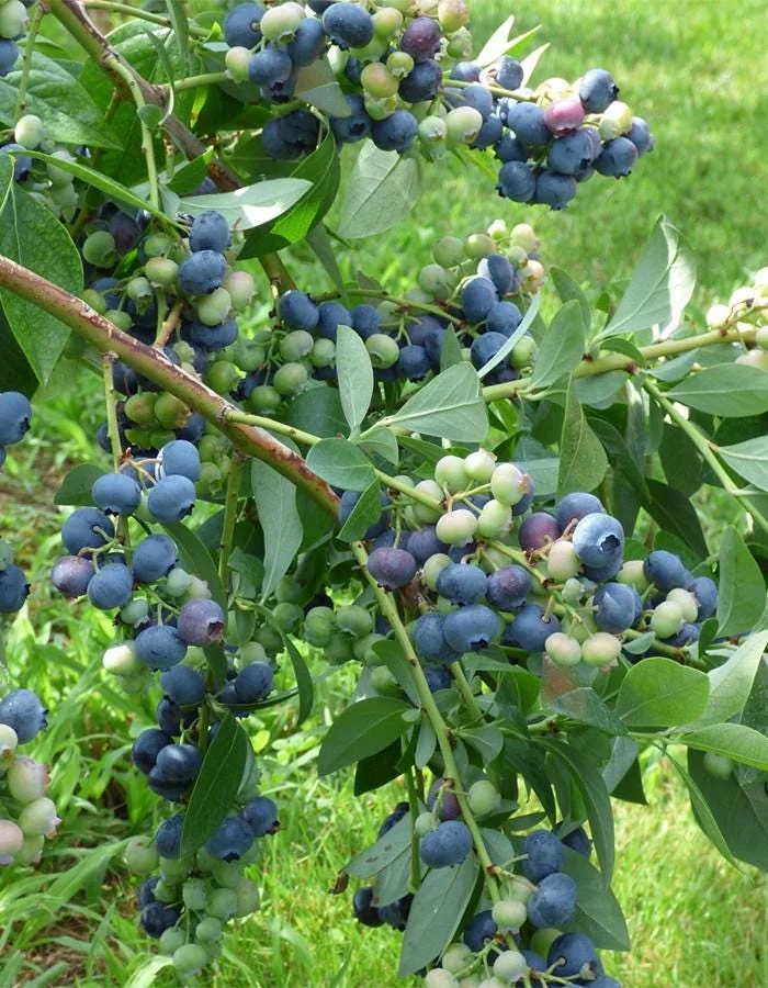 Windsor Blueberry Live Plant - Starter Plug - Vaccinium corymbosum - Southern Highbush - Image 8