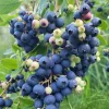 Windsor Blueberry Live Plants - Set of 2 Southern Highbush - 4-6" Tall - Outdoor Garden - Image 1
