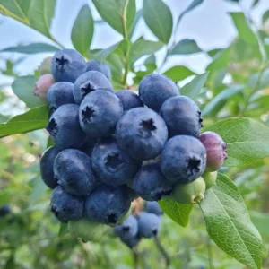 Windsor Blueberry Live Plants - Set of 2 Southern Highbush - 4-6