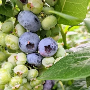 Windsor Blueberry Live Plants - Set of 2 Southern Highbush - 4-6