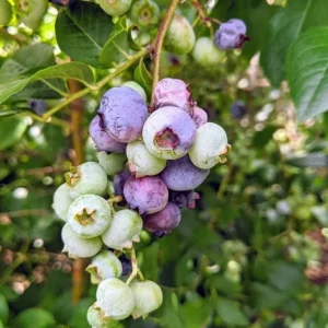 Windsor Blueberry Live Plants - Set of 2 Southern Highbush - 4-6