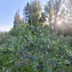 Windsor Blueberry Live Plants - Set of 2 Southern Highbush - 4-6