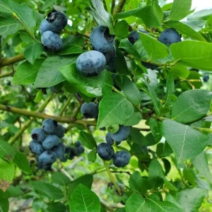 Windsor Blueberry Live Plants - Set of 2 Southern Highbush - 4-6