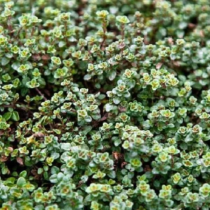 Wine & Roses Thyme Live Plant - 2.5