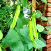 Winged Bean (Dau Rong) Seeds - Heirloom Non-GMO Vegetable Seeds - Image 1