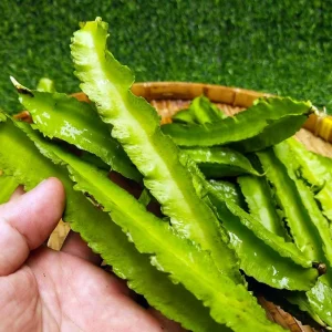 Winged Bean (Dau Rong) Seeds - Heirloom Non-GMO Vegetable Seeds - Image 3