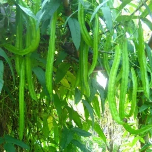 Winged Bean Seeds - Asparagus Pea, Four Angled Bean, Dau Rong - 20 to 100 Seeds for Outdoor Gardening - Image 1