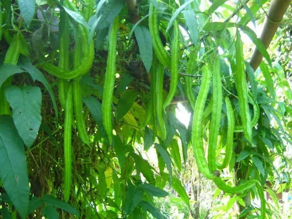 Winged Bean Seeds - Asparagus Pea, Four Angled Bean, Dau Rong - 20 to 100 Seeds for Outdoor Gardening - Image 1