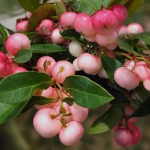 Winter Fiesta Wintergreen Live Plant - Gaultheria Procumbens - 4