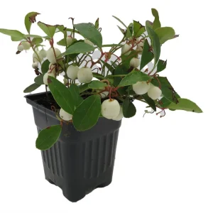 Winter Fiesta Wintergreen Live Plant - Gaultheria Procumbens - 4