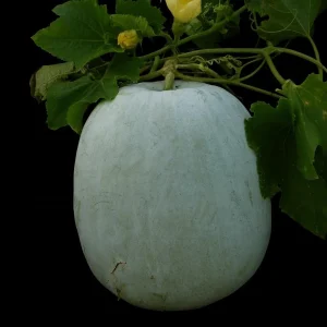 Winter Melon Wax Gourd Seeds - Heirloom, Non-GMO Asian Vegetable, Benincasa hispida - Image 2