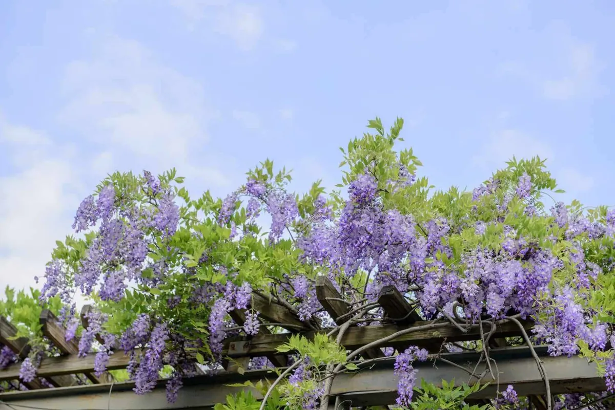 Wisteria Blue Bare-Root Vine - 6-12'' Tall - 25 or 50 Pack - Outdoor Climber - Image 2