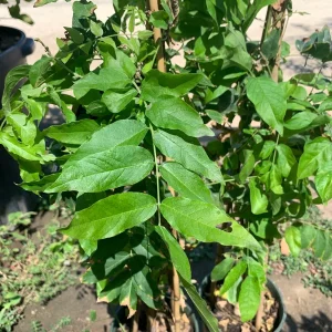 Wisteria Shiro-Beni Live Plant - Silky Pink & White Blooms, 2 ft Tall, 6 inch Pot - Image 2