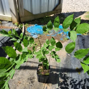 Wisteria Sinensis Live Tree, Blue-Violet Flowers, 12