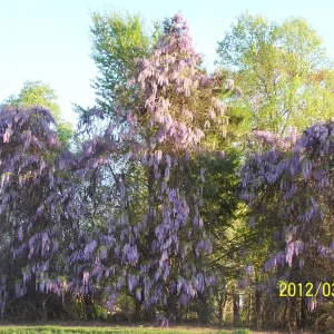 Wisteria Sinensis Live Tree, Blue-Violet Flowers, 12