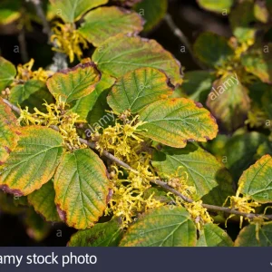 Witch Hazel Hamamelis vernalis Bare Root Starter Plant 8-16 Inch - Outdoor Bush - Image 4