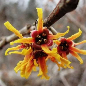 Witch Hazel (Hamamelis vernalis) Starter Plant - 8-16 Inch Bare Root Set of 2, Outdoor Bush - Image 4
