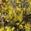 Witch Hazel Live Plant (Hamamelis virginiana) – Quart Pot – Outdoor Shrub - Image 1