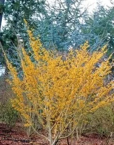 Witch Hazel Live Plant (Hamamelis virginiana) – Quart Pot – Outdoor Shrub - Image 2