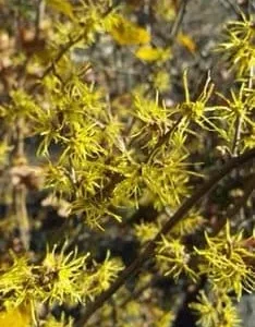 Witch Hazel Live Plant (Hamamelis virginiana) – Quart Pot – Outdoor Shrub - Image 1