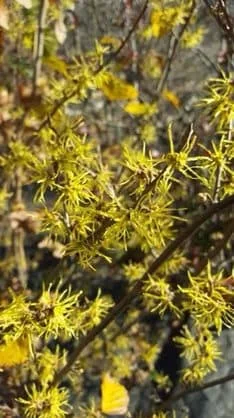 Witch Hazel Live Plant (Hamamelis virginiana) – Quart Pot – Outdoor Shrub - Image 1