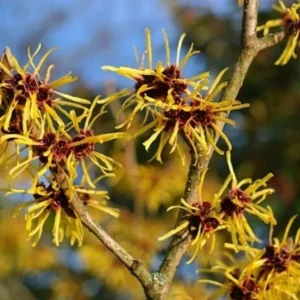 Witch Hazel Live Plant – Quart Pot – Fragrant Fall Blooming Shrub – Outdoor - Image 2