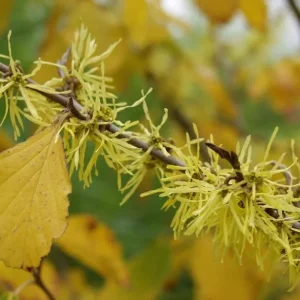 Witch Hazel Live Plant – Quart Pot – Fragrant Fall Blooming Shrub – Outdoor - Image 3