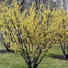 Witch Hazel Live Plant – Quart Pot – Fragrant Fall Blooming Shrub – Outdoor - Image 1