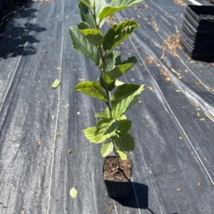 Witch Hazel Live Plant – Quart Pot – Fragrant Fall Blooming Shrub – Outdoor - Image 8