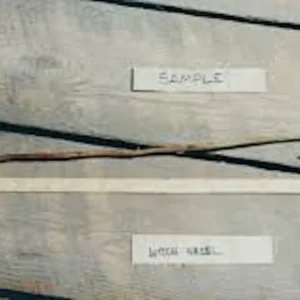 Witch Hazel Tree Live Plant 12-24in Tall - Hamamelis virginiana Native - Image 2