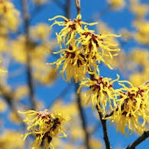 Witch Hazel Tree Live Plant 12-24in Tall - Hamamelis virginiana Native - Image 3