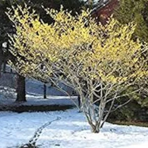Witch Hazel Tree Live Plant 12-24in Tall - Hamamelis virginiana Native - Image 5