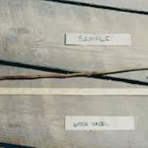 Witch Hazel Tree Live Plant - Hamamelis virginiana - 12-24 inches Tall - Native Tree - Image 2