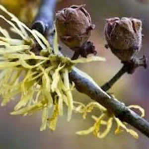 Witch Hazel Tree Live Plant - Hamamelis virginiana - 12-24 inches Tall - Native Tree - Image 4