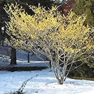 Witch Hazel Tree Live Plant - Hamamelis virginiana - 12-24 inches Tall - Native Tree - Image 5