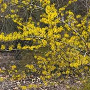 Witch Hazel Tree Live Plant – Hamamelis virginiana Native – 12-24in Tall - Image 1