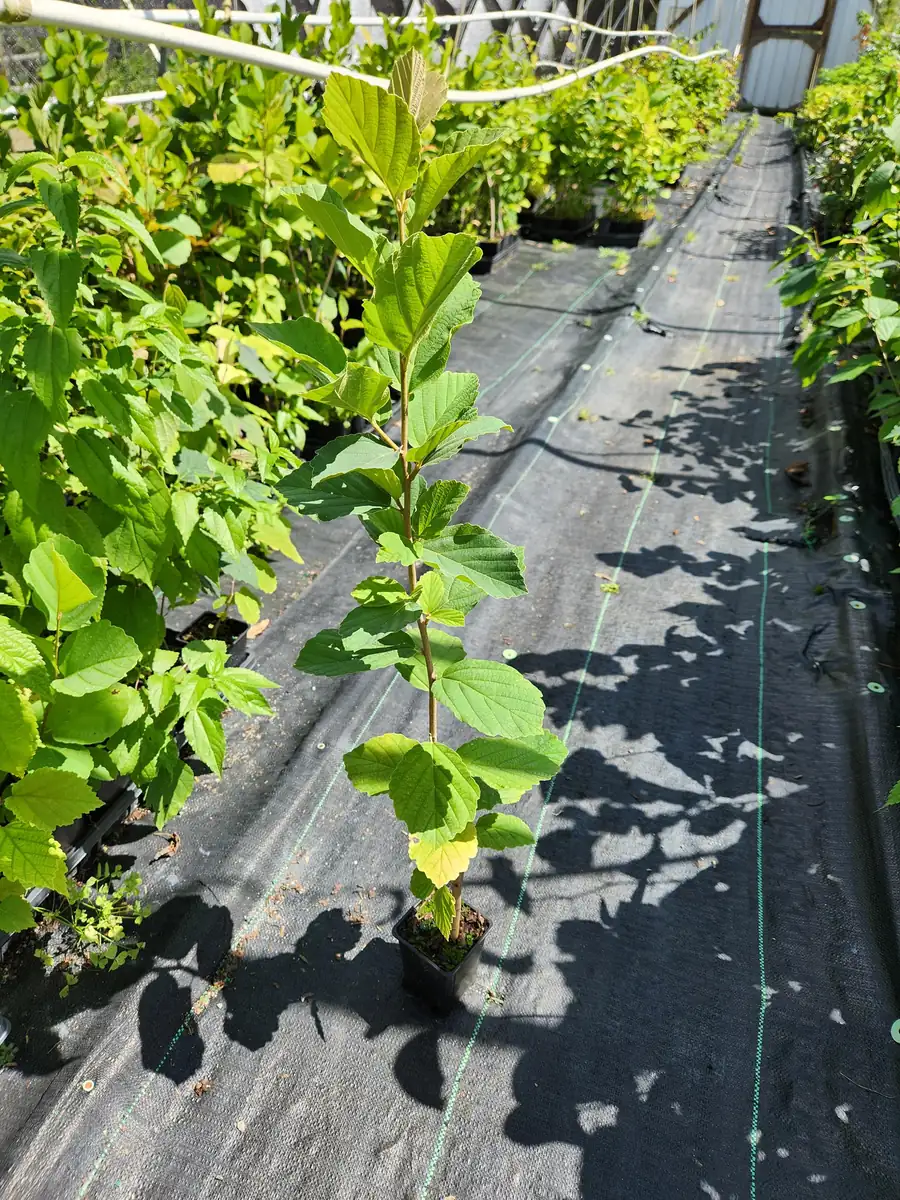 Witchhazel Live Plant (Hamamelis Virginiana) - 2-Pack, 4" Container - Image 2