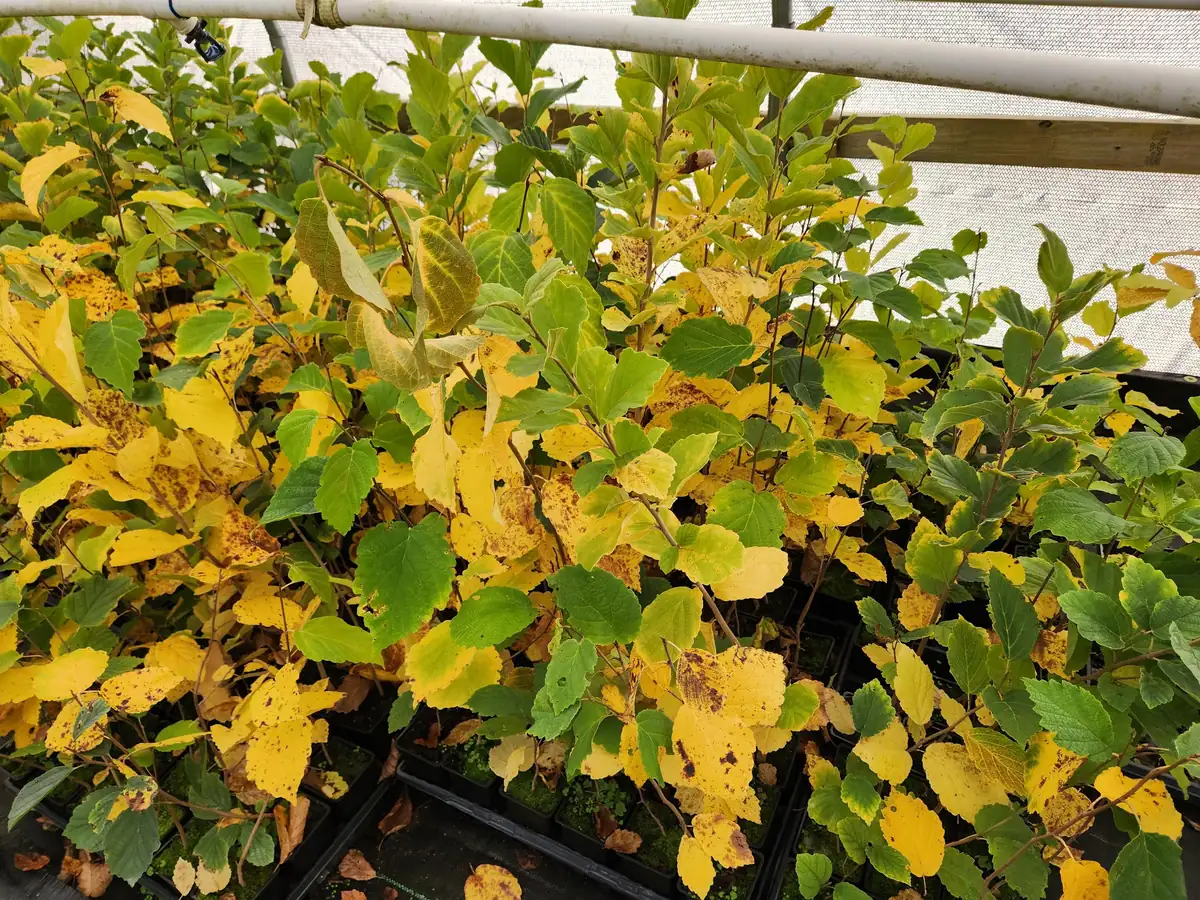 Witchhazel Live Plant (Hamamelis Virginiana) - 2-Pack, 4" Container - Image 3