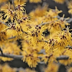 Witchhazel Live Plant (Hamamelis Virginiana) - 2-Pack, 4