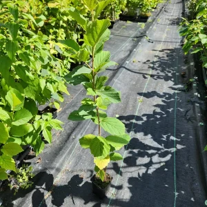 Witchhazel Live Plant (Hamamelis Virginiana) - 4 inch Container, 8 inch Tall Shrub - Image 2