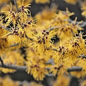 Witchhazel Live Plant (Hamamelis Virginiana) - 4 inch Container, 8 inch Tall Shrub - Image 1