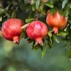 Wonderful Pomegranate Fruit Tree Live Plant - Edible Punica Granatum - Image 1